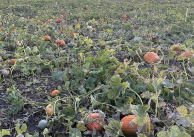 Pumpkin patch