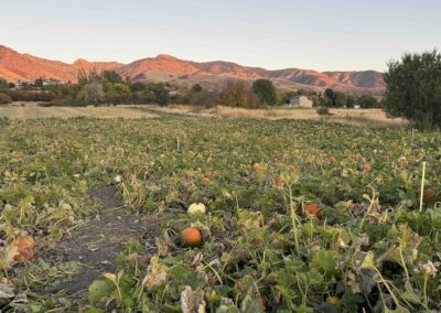 Pumpkin patch