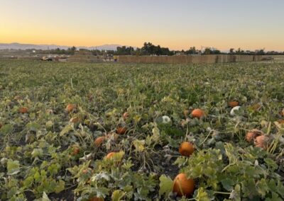 pumpkin patch