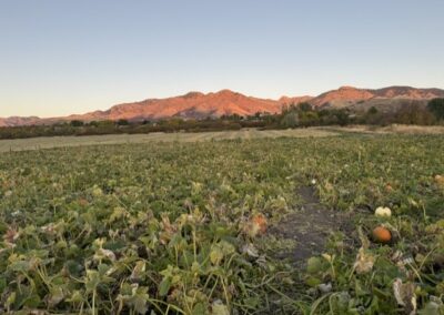 Pumpkin patch